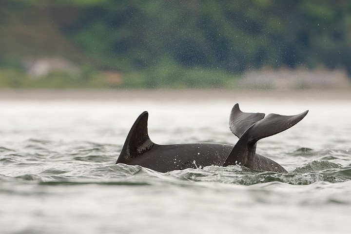 Groe Tmmler Tursiops truncatus Bottlenose dolphin